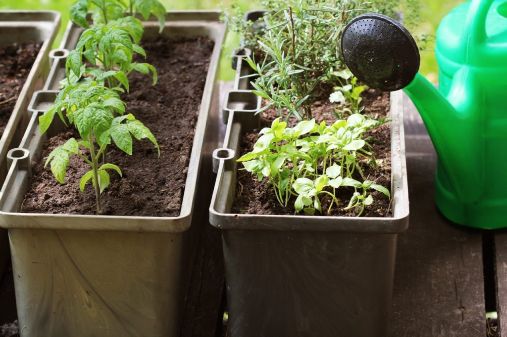 a watering can next to potted herbs and tomatoes growing outside