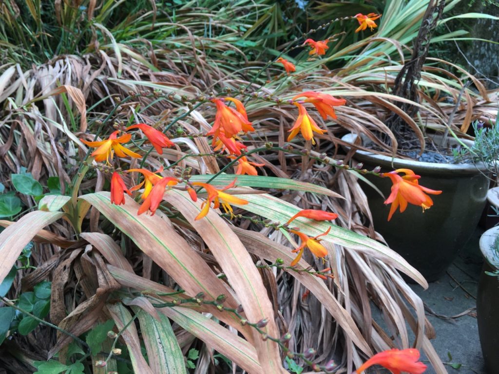 orange flowering crocosmias with green leaves that have started to turn brown and wilt