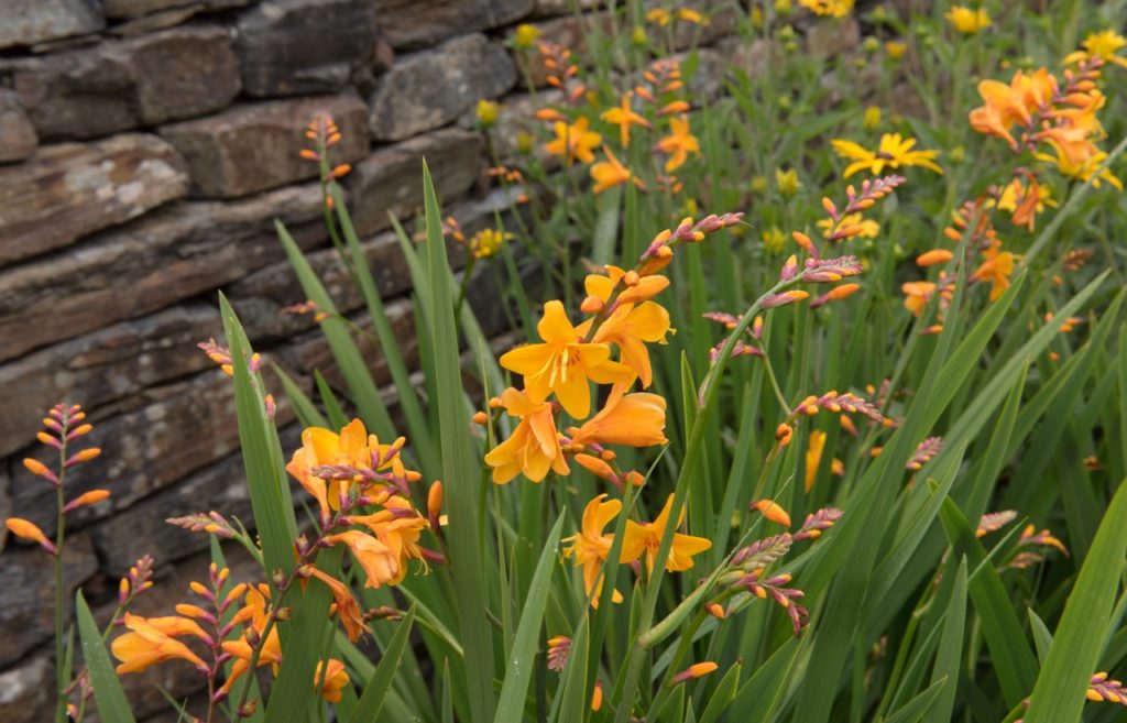 orange crocosmia plant growing in front of a stone wall