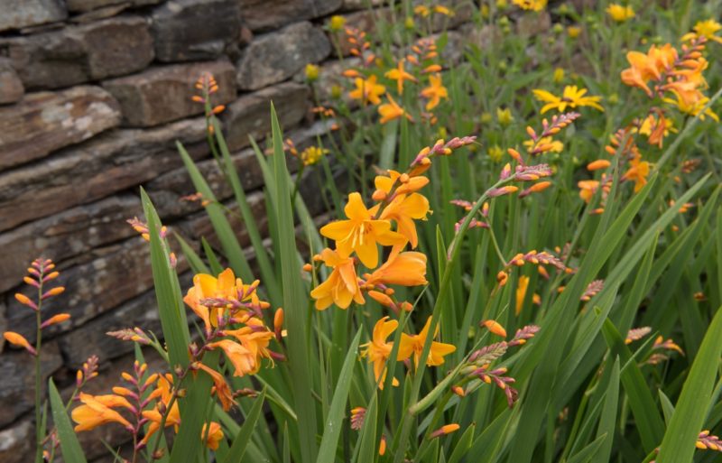 Why Your Crocosmia Is Not Flowering Horticulture.co.uk