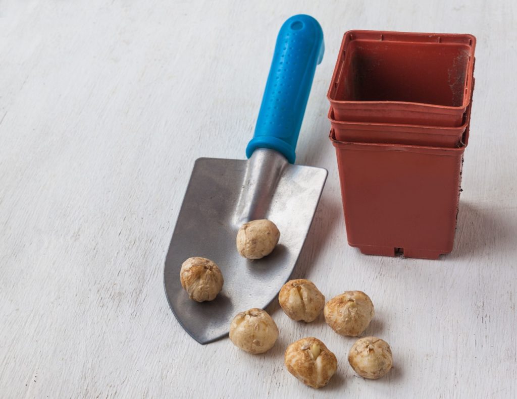a stack of containers next to a trowel on a table with Fritillary bulbs also lying on the white table