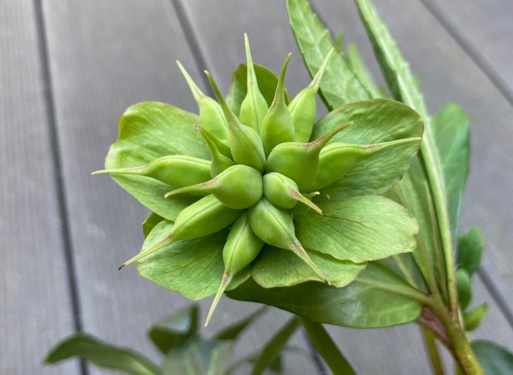 green seed pods on a hellebore plant growing outside with a wooden deck in the background
