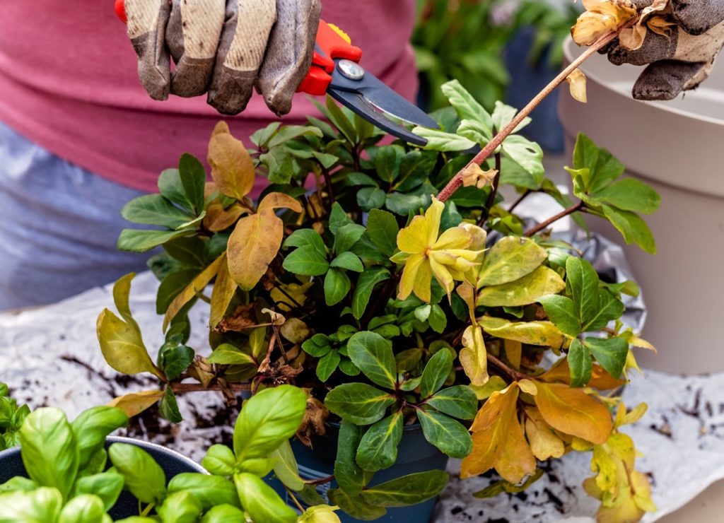 gloved gardener using a pair of secateurs to cut the dead foliage from a potted hellebore plant