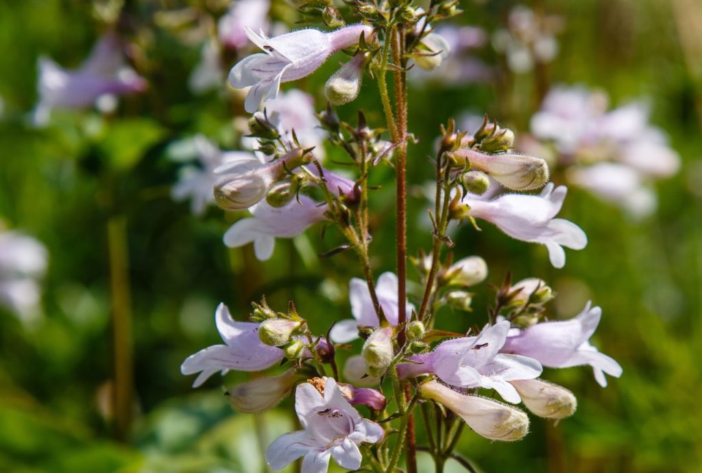 penstemon with bell-shaped blooms and white and pink petals growing on tall stems