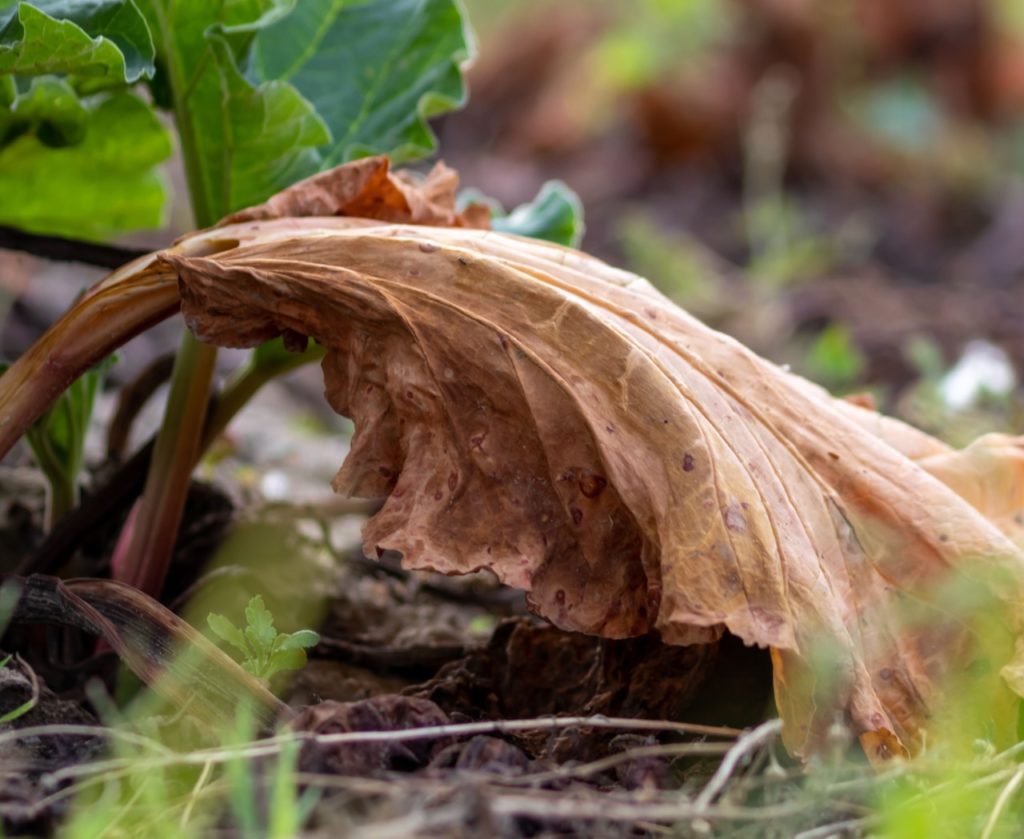 close-up of a wilted rhubarb leaf that has turned brown