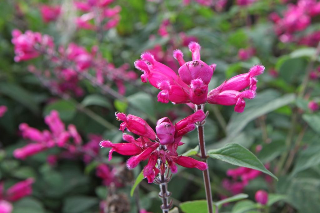 close-up of the pink, furry, tubular flowers growing from dark red stems of a salvia 'mulberry jam' shrub