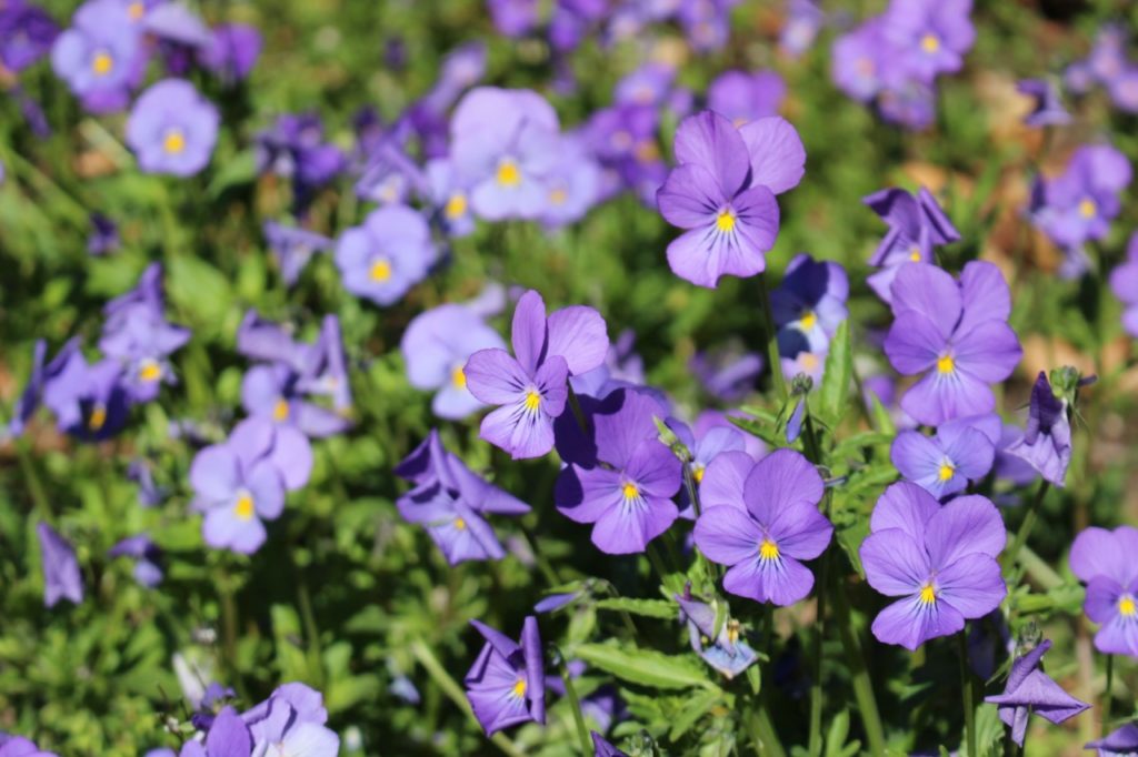 purple flowering horned pansies with star-shaped flowers and yellow centres growing outdoors in a field