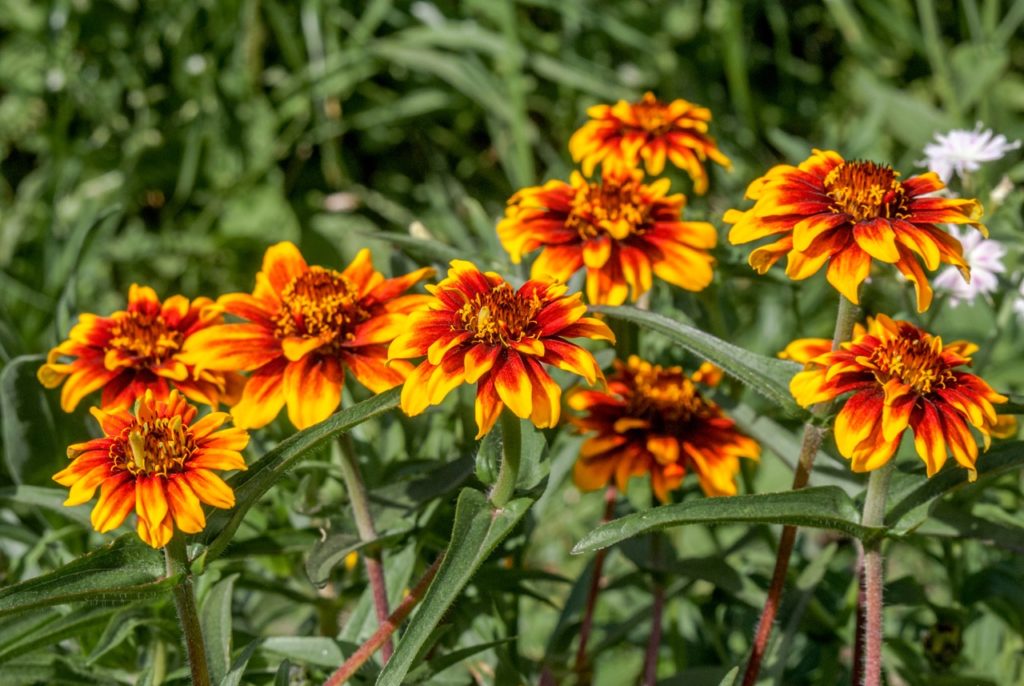 zinnia haageanas with red and yellow flowers growing from tall green stems