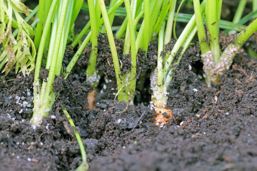 white aphids crawling over the green stems and orange carrot tops that are emerging from the soil outside