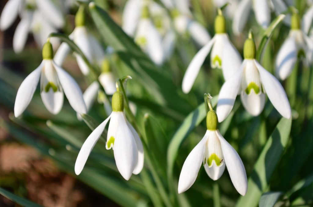 white flowers with V-shaped green markings on the inner tepals from a galanthus nivalis plant with grass-like leaves and drooping stems