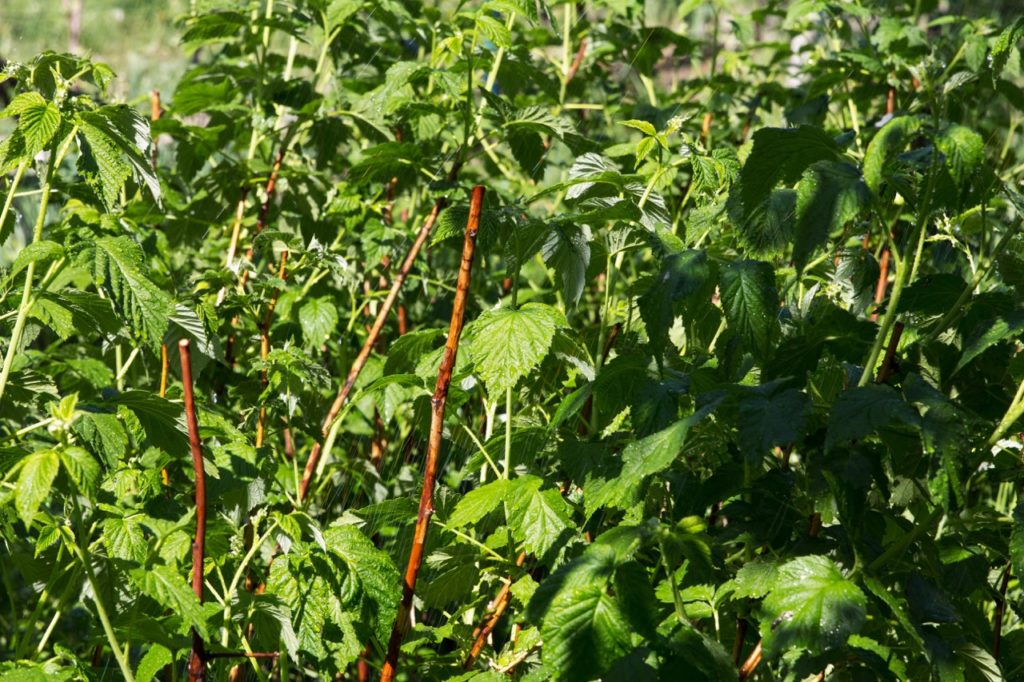 overgrown raspberry shrub with thick woody canes and green stems and leaves growing outside