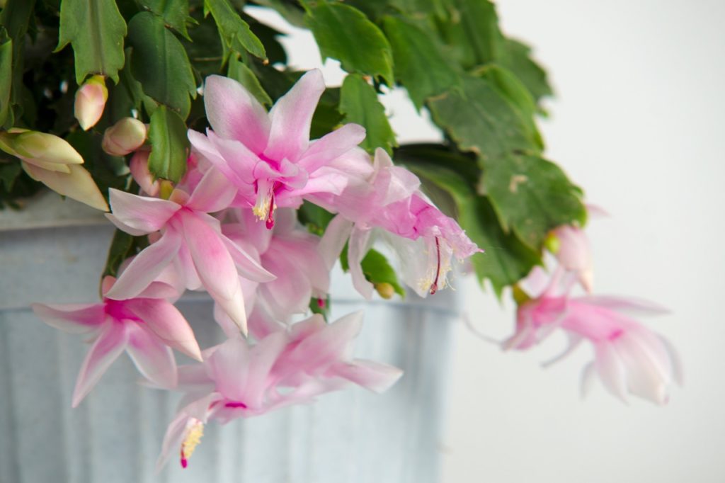 Schlumbergera truncata with pale pink star-shaped flowers cascading over the edge of a white container