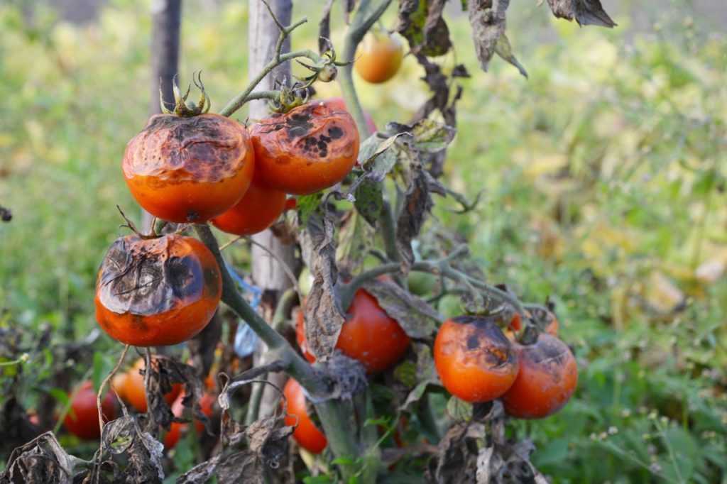 brown rotting patches on the surface of tomato fruits with the plant wilting and showing visible signs of blight