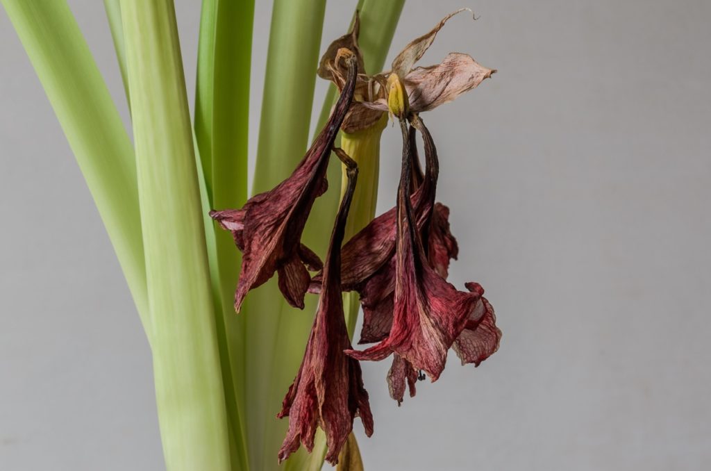 withered purple flowers from an amaryllis plant with tall green stems
