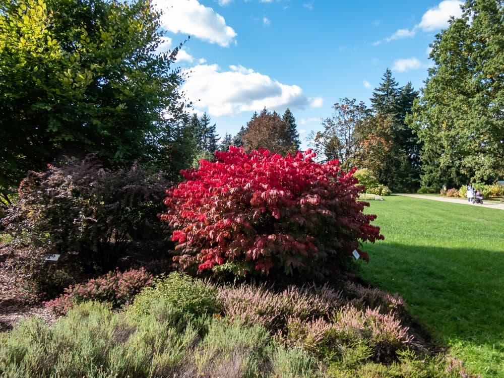 large round winged-spindle shrub with red leaves growing in a border with many trees in the background