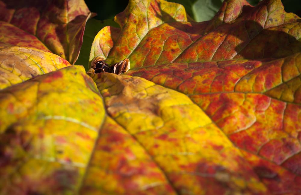 close up of rhubarb leaf with shades of yellow and red