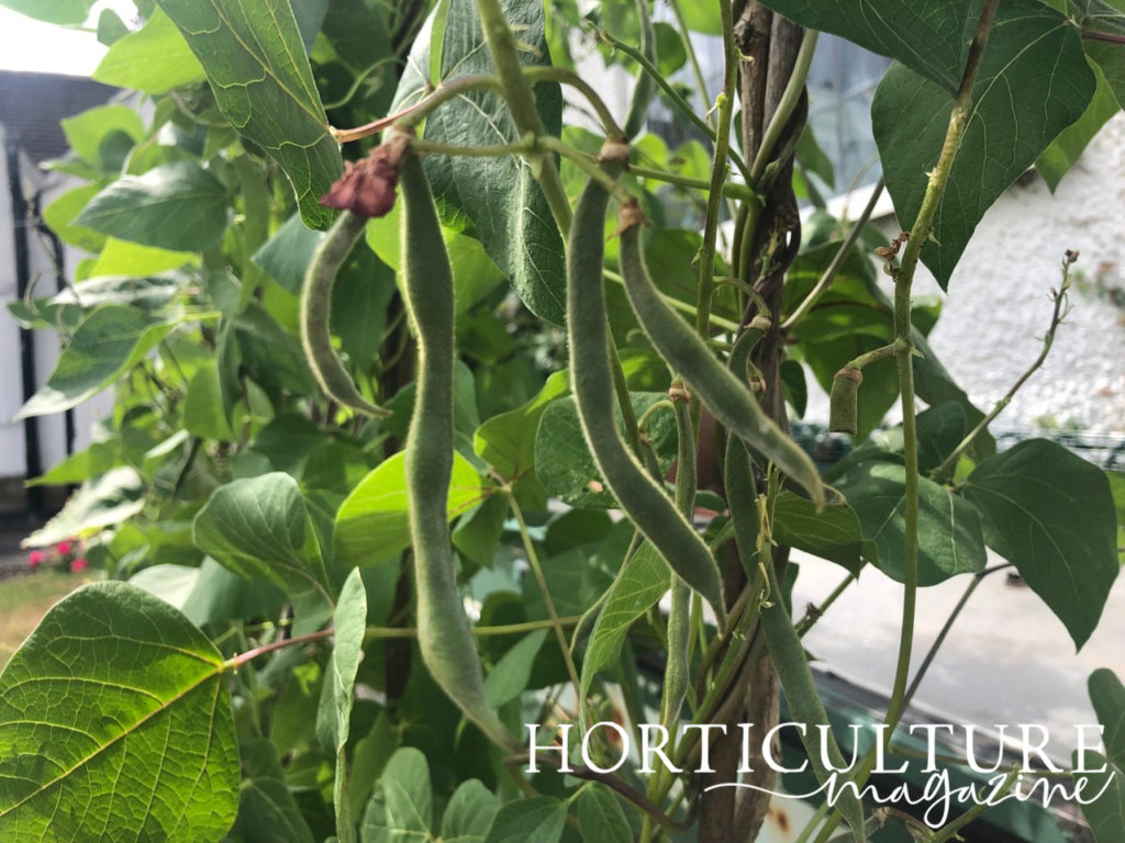 runner beans ready for harvest growing from green stems in front of a white house