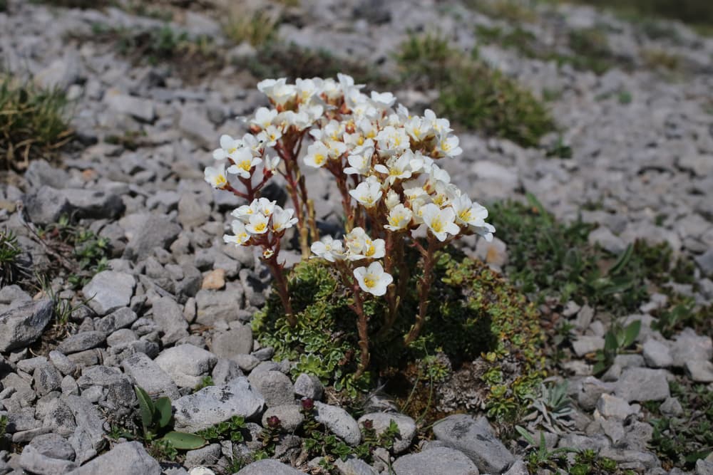 S. marginata with white flowers on long red stems growing from an area covered in large, grey rocks