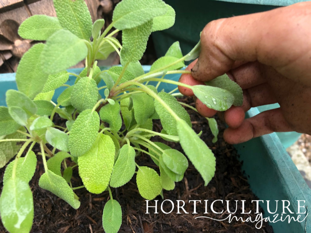 hands picking off leaves of a salvia at the stem