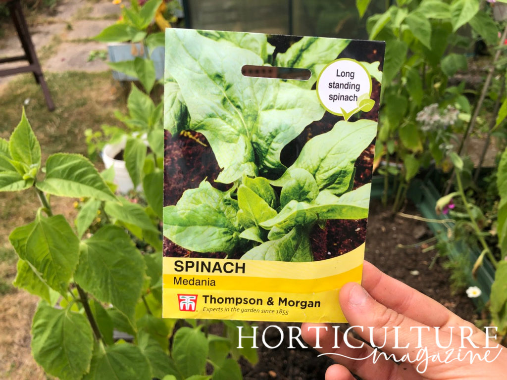 a packet of spinach seeds being held in front of a raised vegetable bed