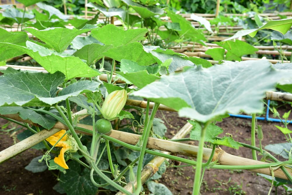 a low level bamboo structure running horizontally to support many winter squash plants