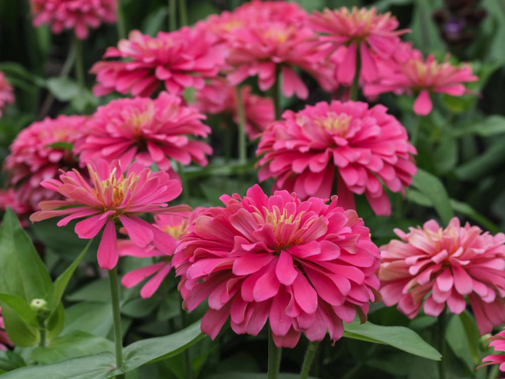 pink Z. elegans 'Benary's Giant' with many petals on upright stems