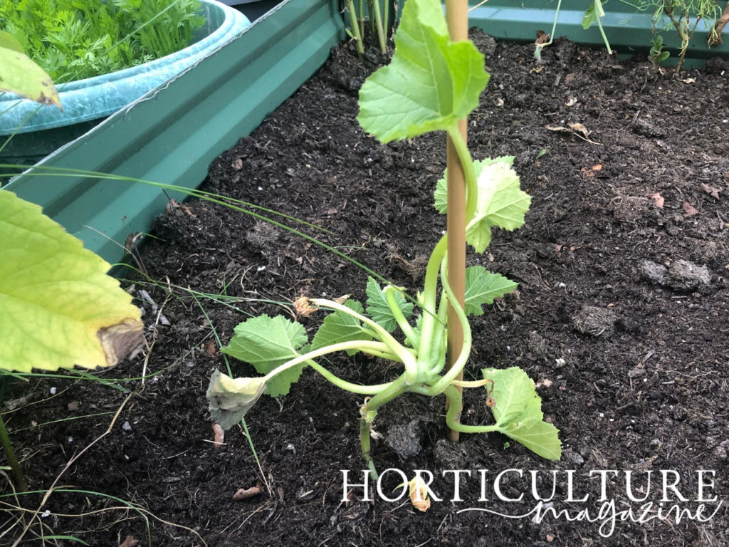 squash plant growing in a raised garden bed with its green vines growing up a bamboo cane