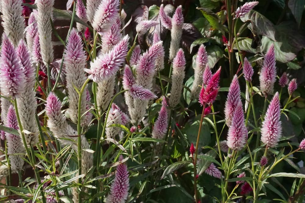 'Flamingo Feather' variety of woolflower with fluffy upright flowers in pink and white