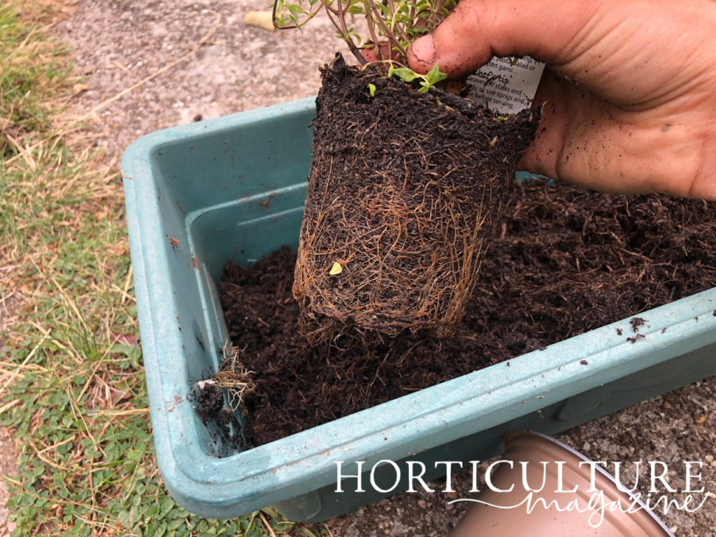 a thyme plant with soil covered roots being held over a container filled with compost outside