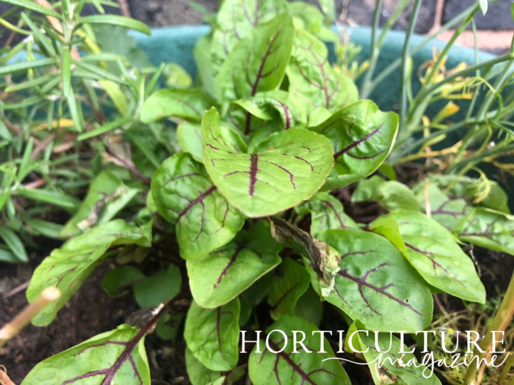 green leaves and purple veins of a sorrel plant in a light blue bucket with rosemary growing in the background