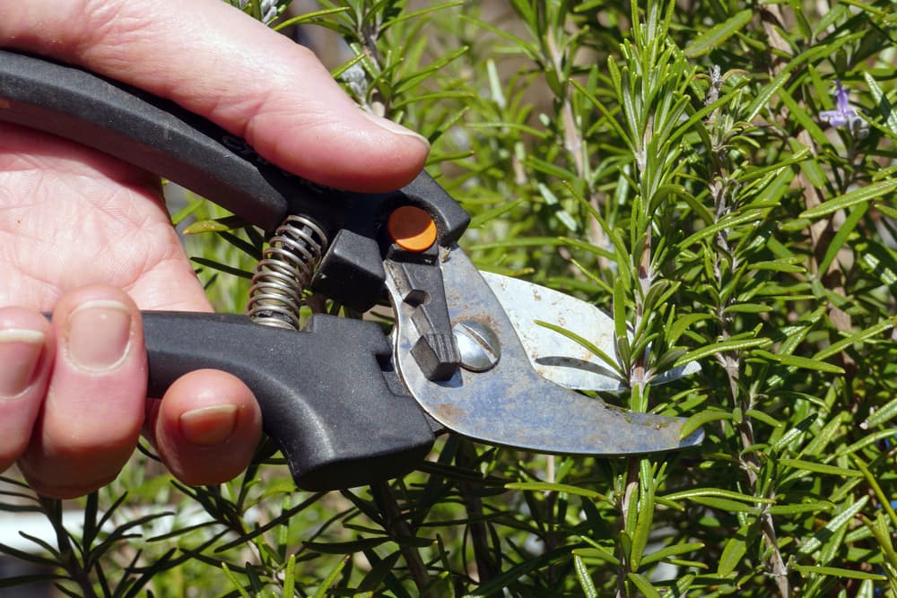 magnified view of secateurs being used to prune back rosmarinus officinalis plant