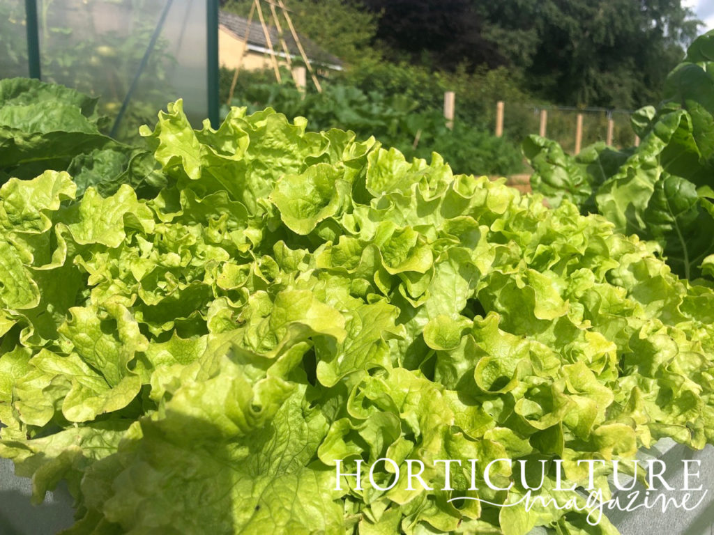 raised vegetable bed full of green lettuce plants with curly leaves ready to be harvested