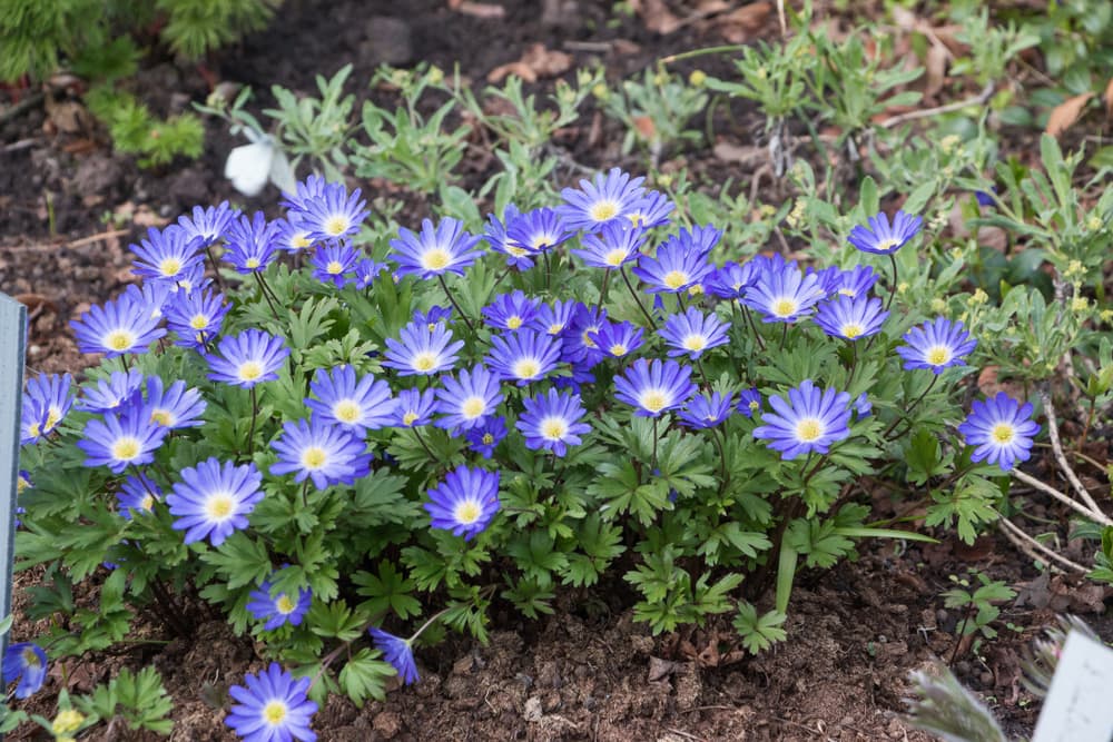 purple, white and yellow colours of A. blanda flowers growing in a garden bed