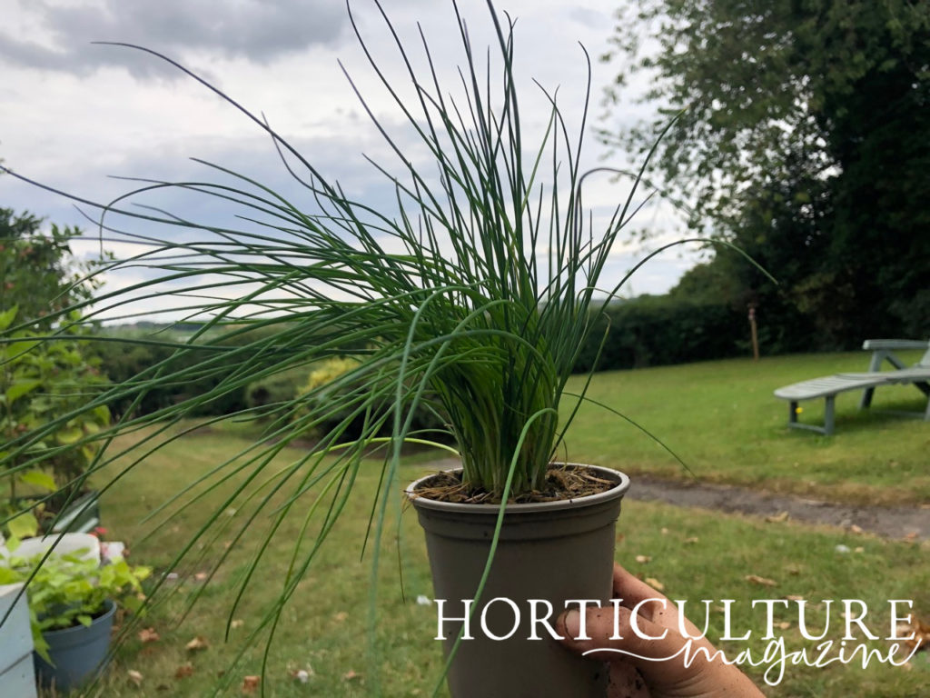 a potted chive plant with long green leaves being held up in front of a grassy garden