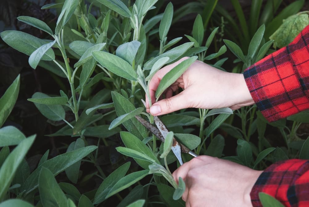 gardening scissors being used to take cuttings from fresh softwood growth on a sage plant