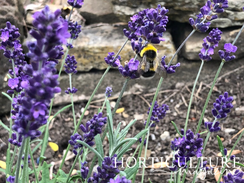 a bee resting on the purple flowers of a lavender plant with tall green stems growing in front of a stone wall