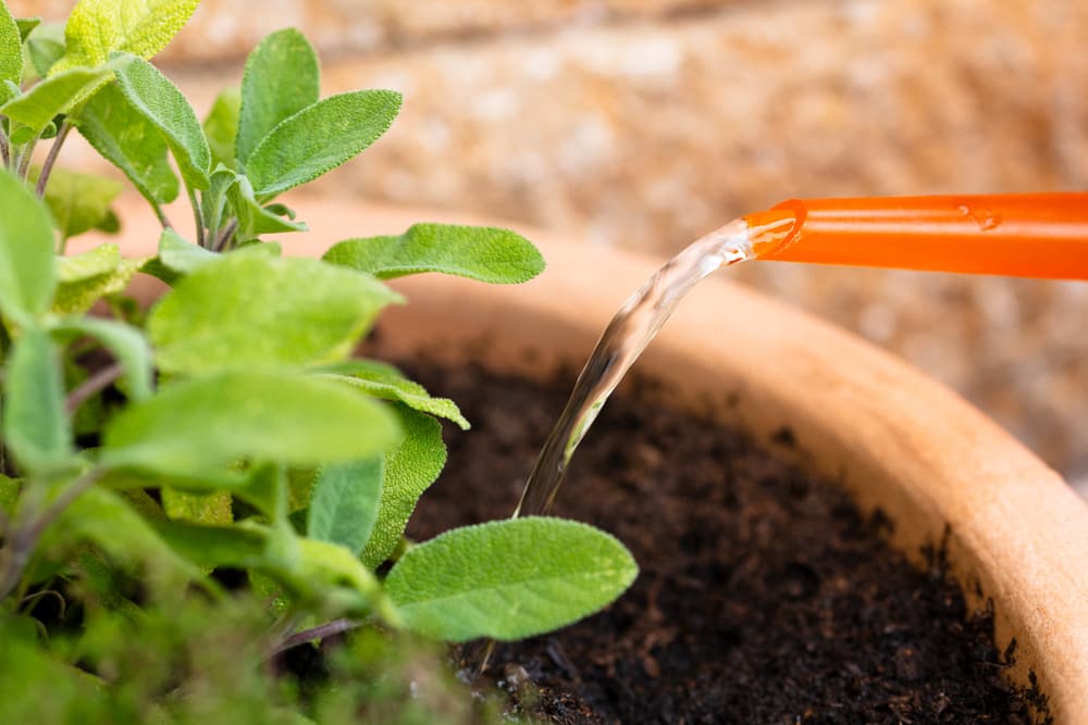 water being poured from a spout into the compost of a salvia plant