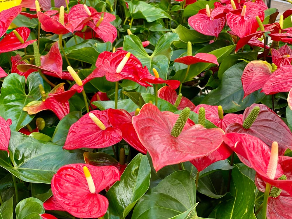 many red flowers of Anthurium plants