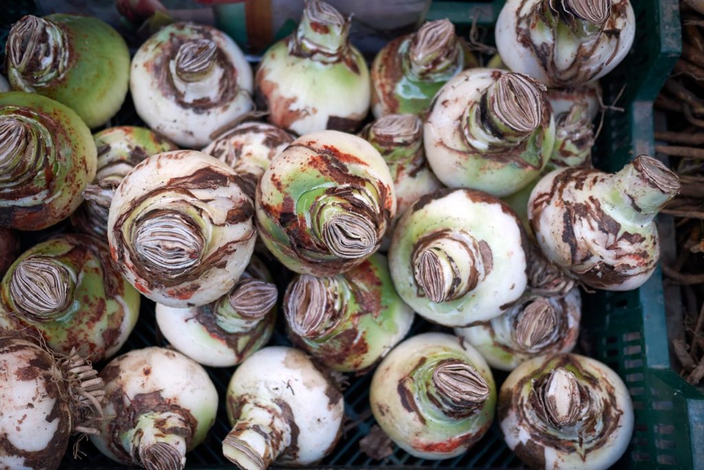 amaryllis bulbs that have had their foliage cut so they can be stored in a plastic container over the summer months before replanting