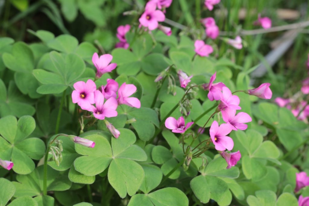 oxalis articulata shrub with star-shaped pink flowers and clover-like green leaves