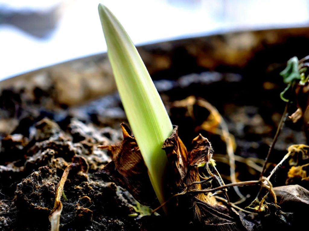 close-up of a green shoot emerging from the surface of a container-grown amaryllis