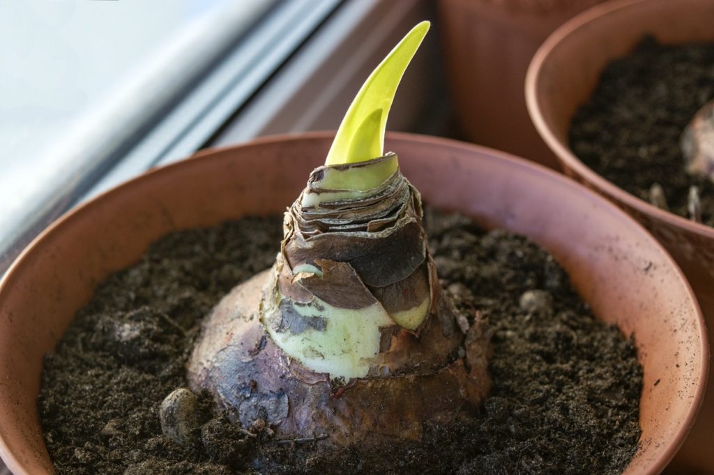 amaryllis bulb with a small green sprout growing in a small pot on a windowsill