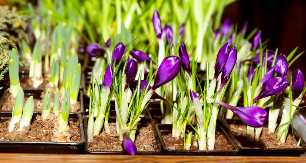 purple flowering crocus growing in small square pots in rows