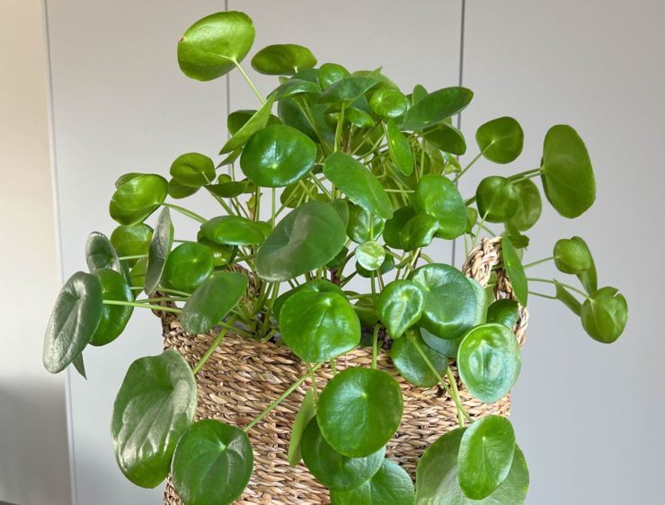5 Reasons For Curling Chinese Money Plant Leaves