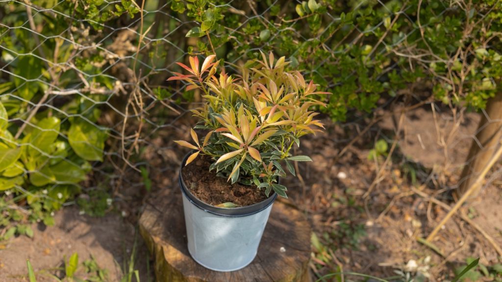 orange, green and yellow pieris growing from a small white pot in front of a wire fence
