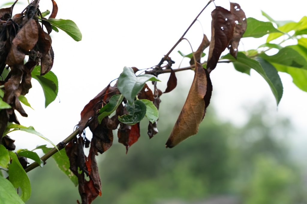 an apple tree branch bearing leaves that are turning brown and wilting