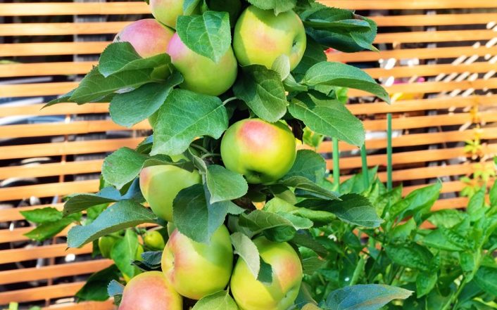 an apple tree with green and red fruits growing in a columnar form in front of a wooden fence