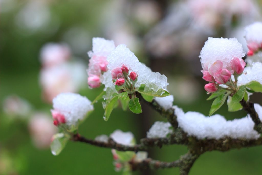 pink flower buds and small green leaves from an apple tree branch covered in a layer of snow