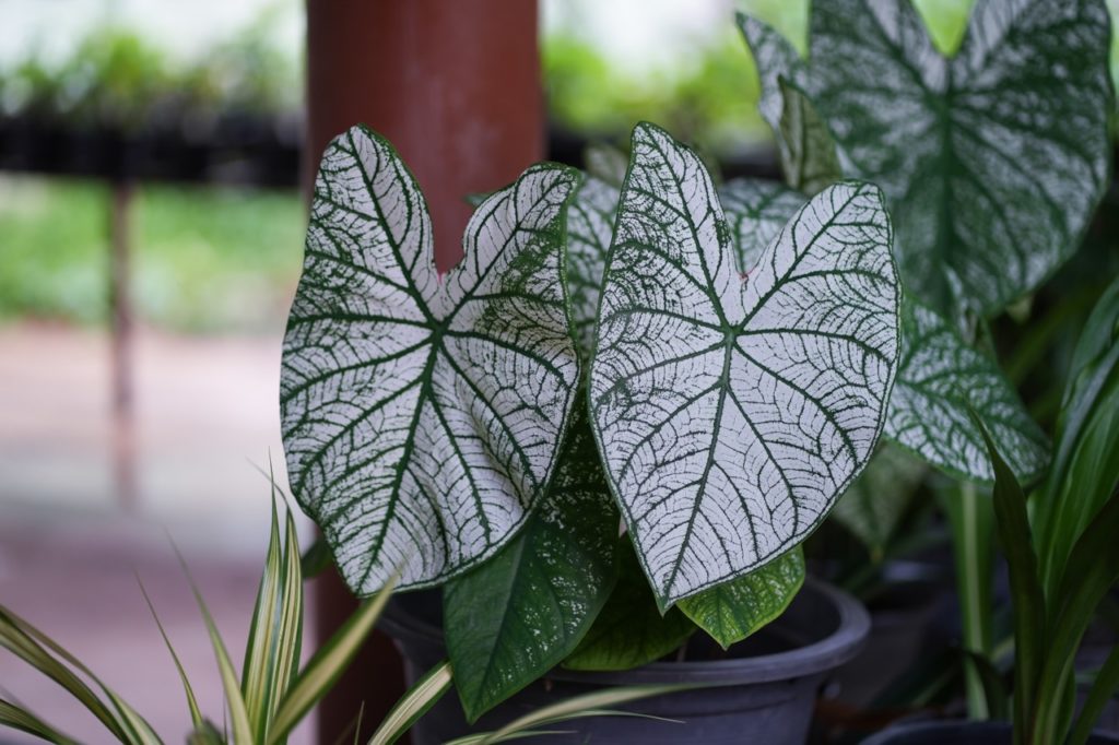 white and green patterned leaves on a caladium plant