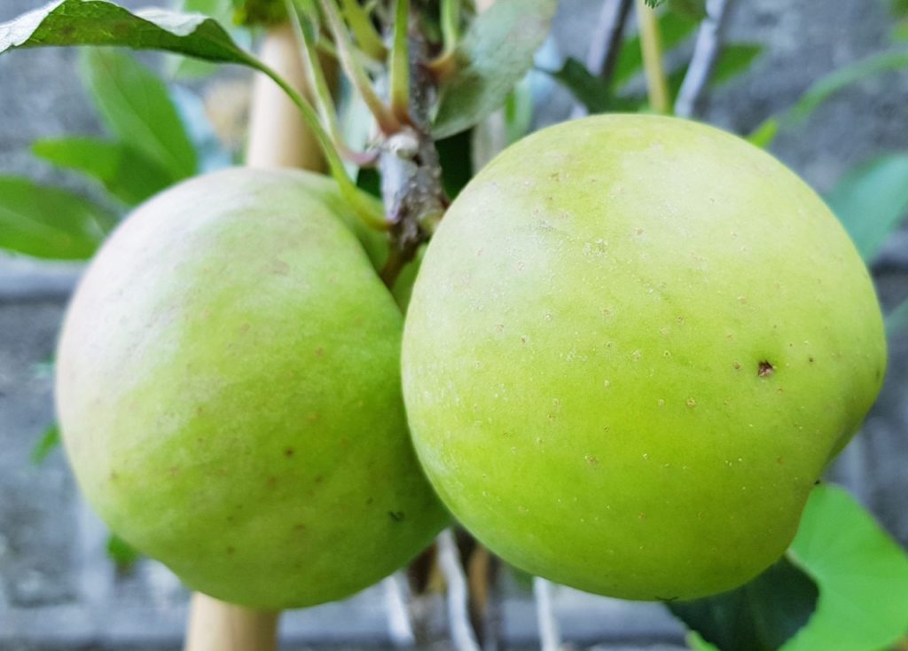 the green fruits from an apple 'greensleeves' tree growing outside in front of a brick wall